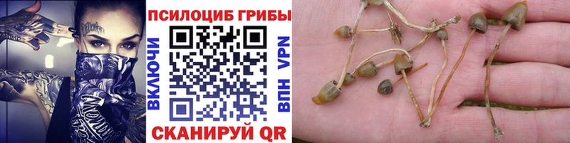 маркетплейс состав Щучье Галлюциногенные грибы MAGIC MUSHROOMS
